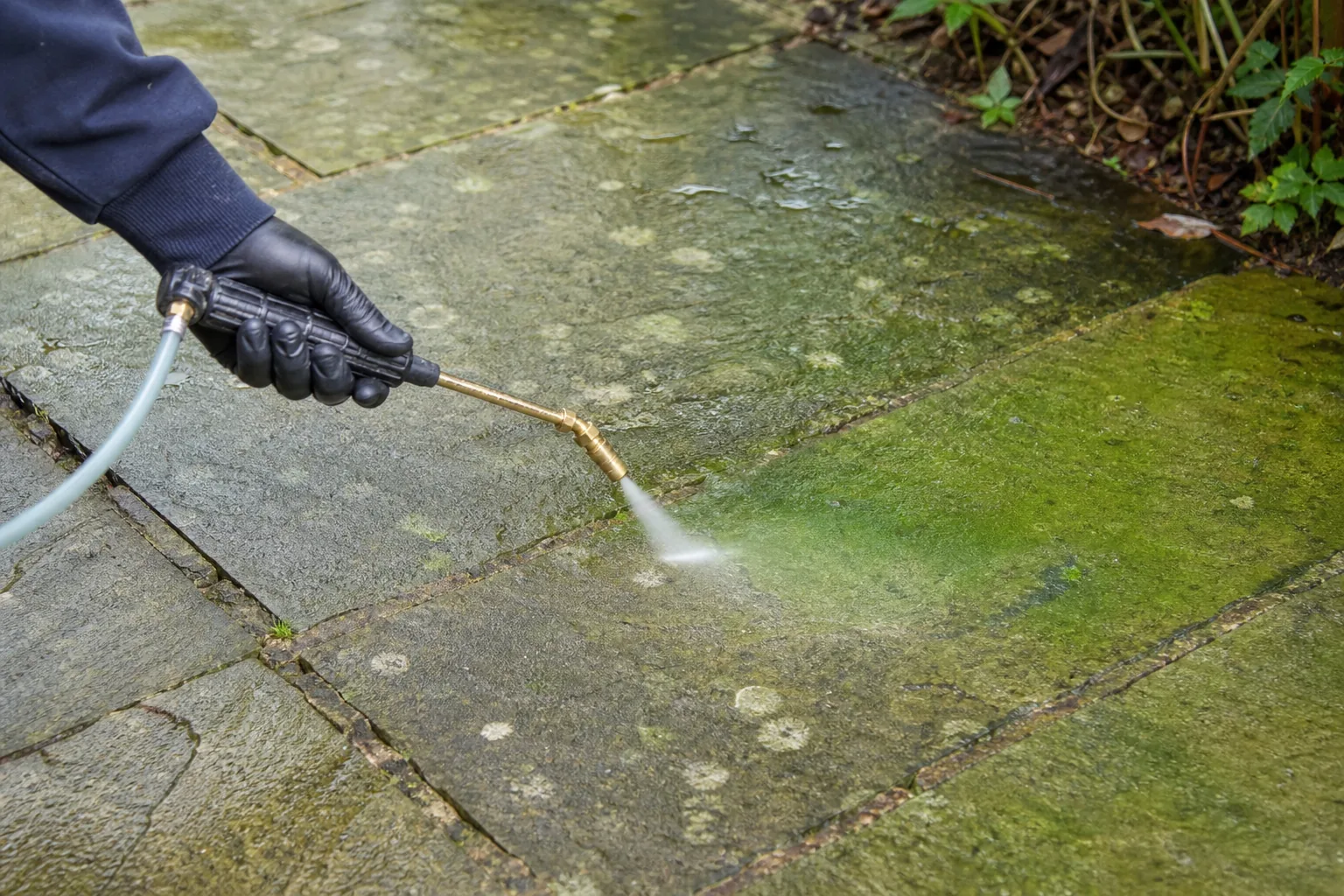 Moss and lichen in paving joints, treated side browning off